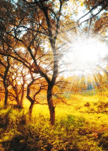 Nature, sunlight and trees in field in Autumn with...