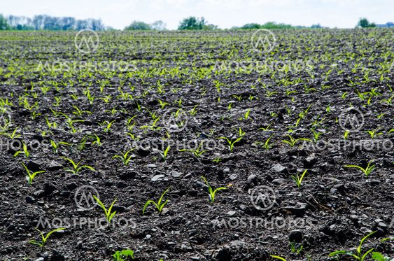 Young fragile corn plants