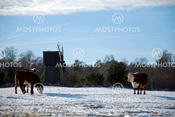 Cattle in snow