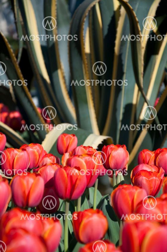 tulip in flower field