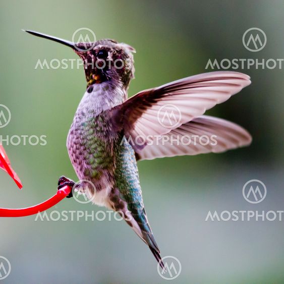 Hummingbird perched on feeder