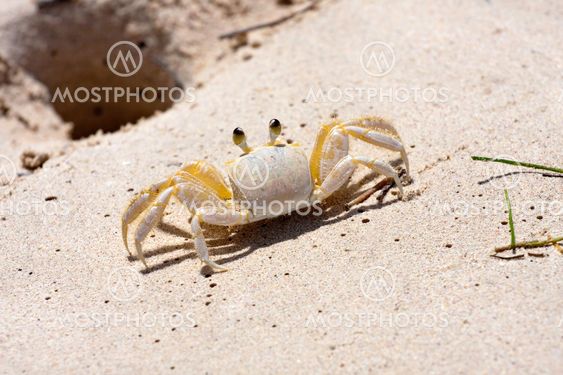 Tropical Crab