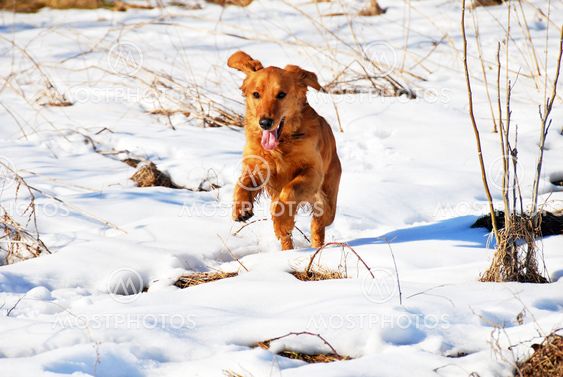 Dog outdoor at snow
