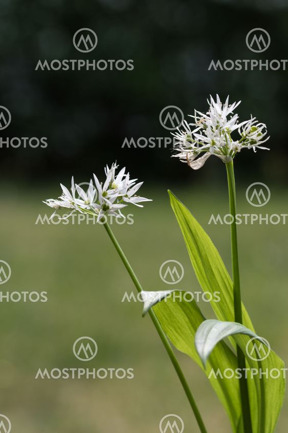 Blossom wild garlic plant