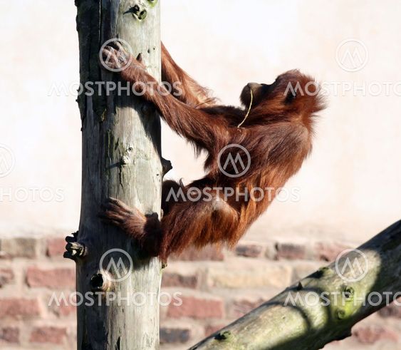 Orang in tree