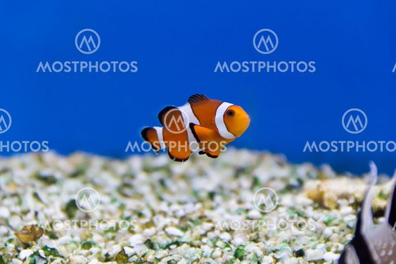 Clown fish