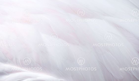 flamingo feather