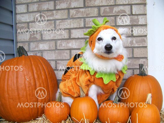 Which Pumpkin is Different from the Rest?