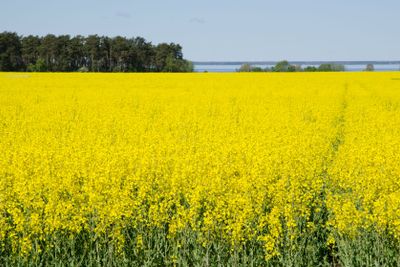 Rape field