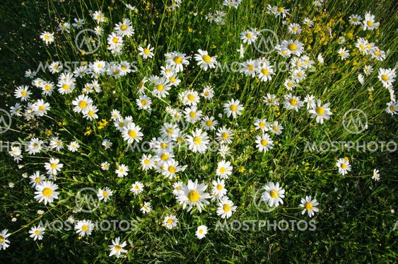 Group of daisies from above