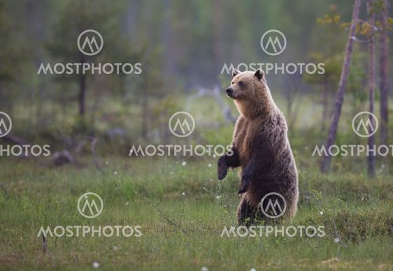 Brown bear, Ursus arctos