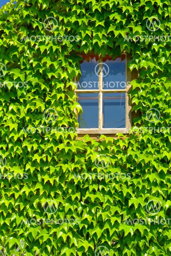 fenster mit gr?nem laub | window with green leafs