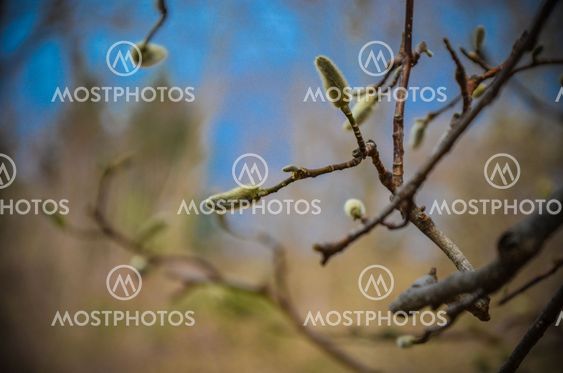 Delicate light green fluffy buds of magnolia in early...