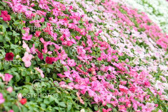 Assorted Pink Flowers