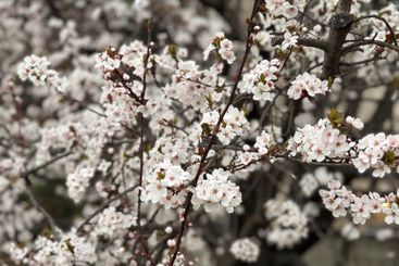 Delicate white blossoms on a tree branch in a spring...