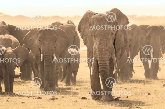 Loxodonta africana, African bush elephant.