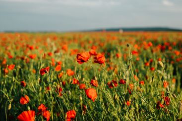 Large field with beautiful red poppies. Summer landscape...