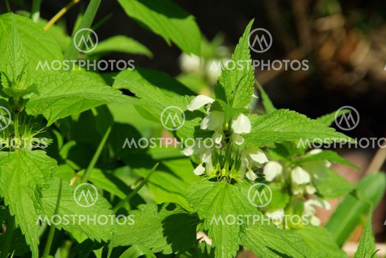 Taubnessel - deadnettle 01