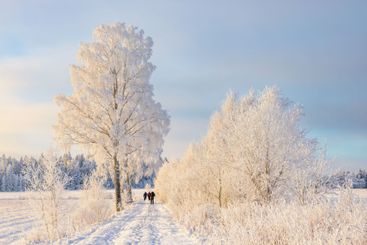 Beautiful winter day with frosty trees and people...