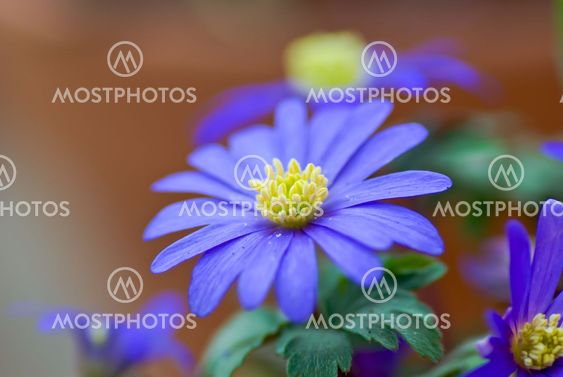 Windflower