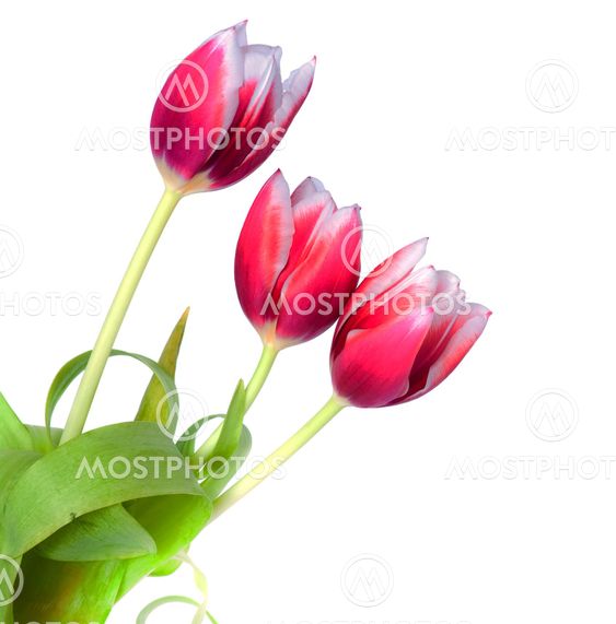 Spring Tulips