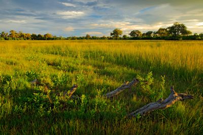 Evening on the grass road in savannah, Moremi, Okavango...