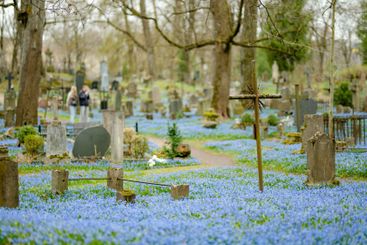 Scilla siberica spring flowers blossoming on sunny day...