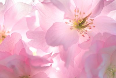Blossoms of a Japanese Cherry tree