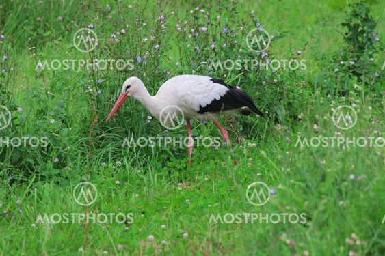 White stork