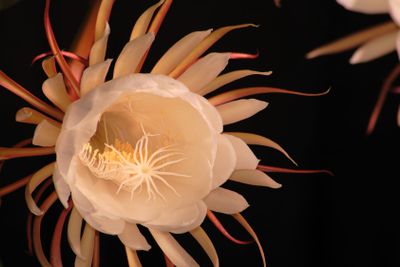 CEREUS CACTUS