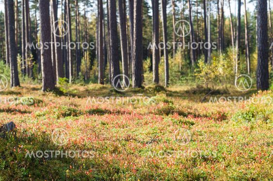 Autumn time coniferous forest, blur background
