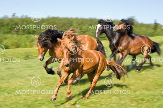 Running horses