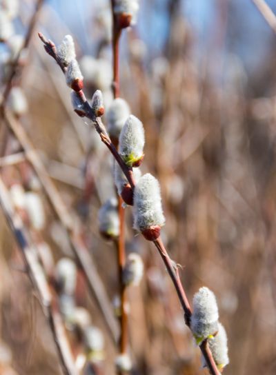 Close-up of the pussy willow branches at early spring