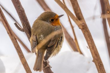 Cute bird the European Robin, Erithacus rubecula....