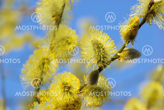 Weidenk?tzchen - catkin 44