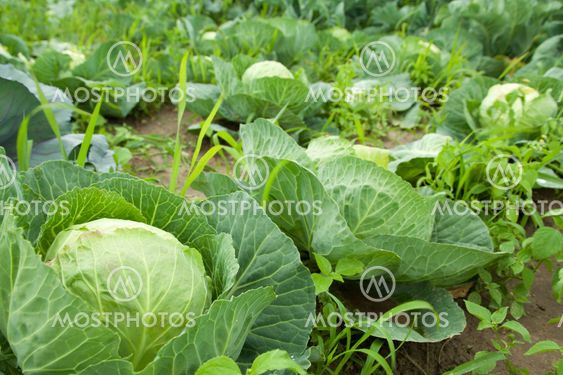 cabbage