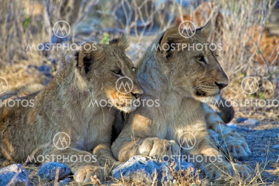 two brothers lion cubs at etosha national park namibia africa