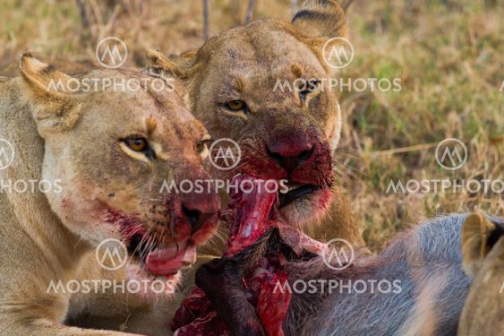 lion the king of the jungle of Tanzania