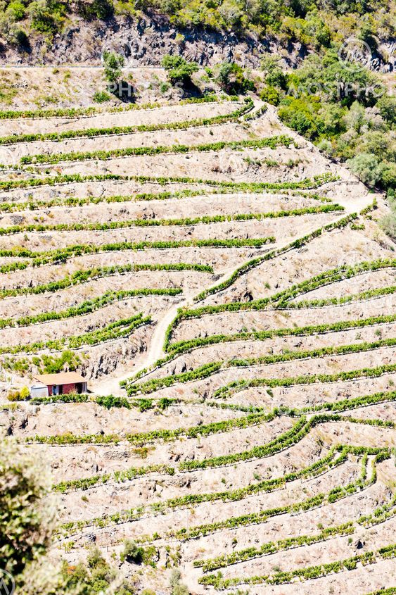 vineyars in Douro Valley, Portugal
