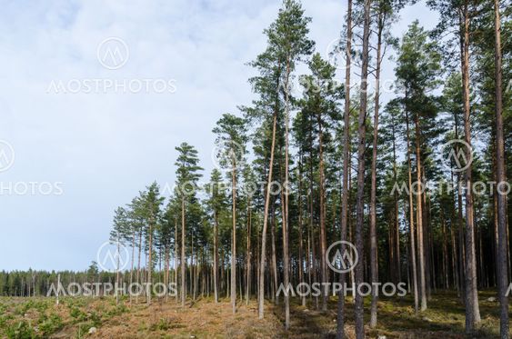 Tallplantering vid sidan av en växande tallskog