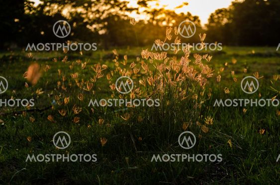 Grass bloom plant