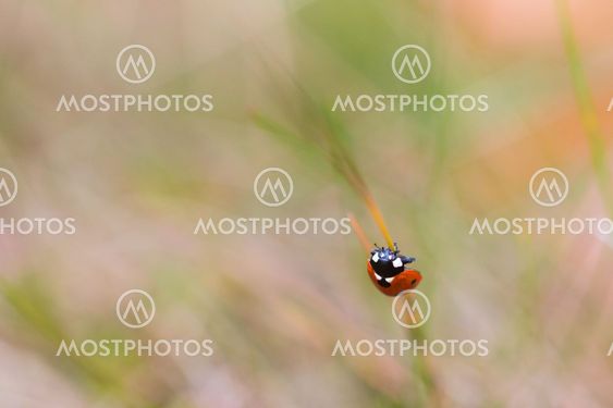 Ladybug on a straw