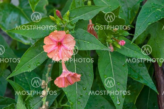 Mirabilis jalapa
