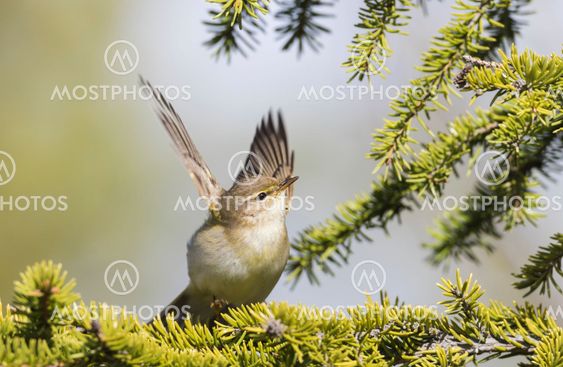 Willow warbler sitting in a spruce and flaping wings
