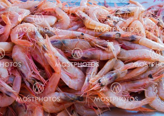 Shrimps