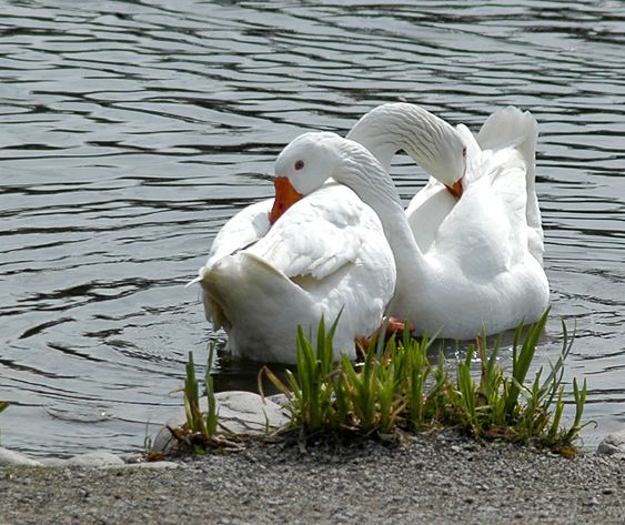 Love is in the air