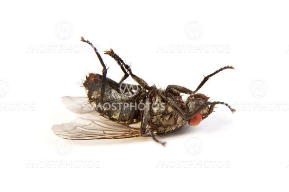 Flyga isolerade på vitt. Makro skott av en döda Husfluga