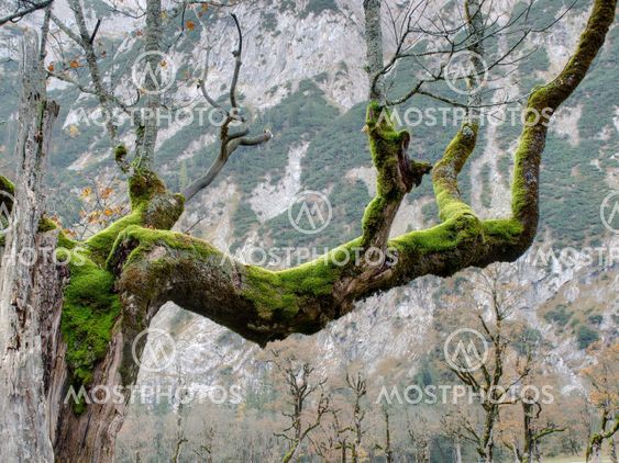Moss on Branch of Old Tree