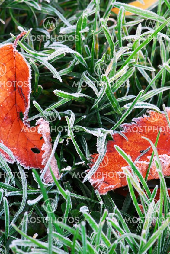 Frosty leaves