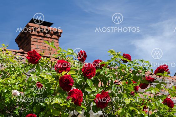 Red roses at a roof